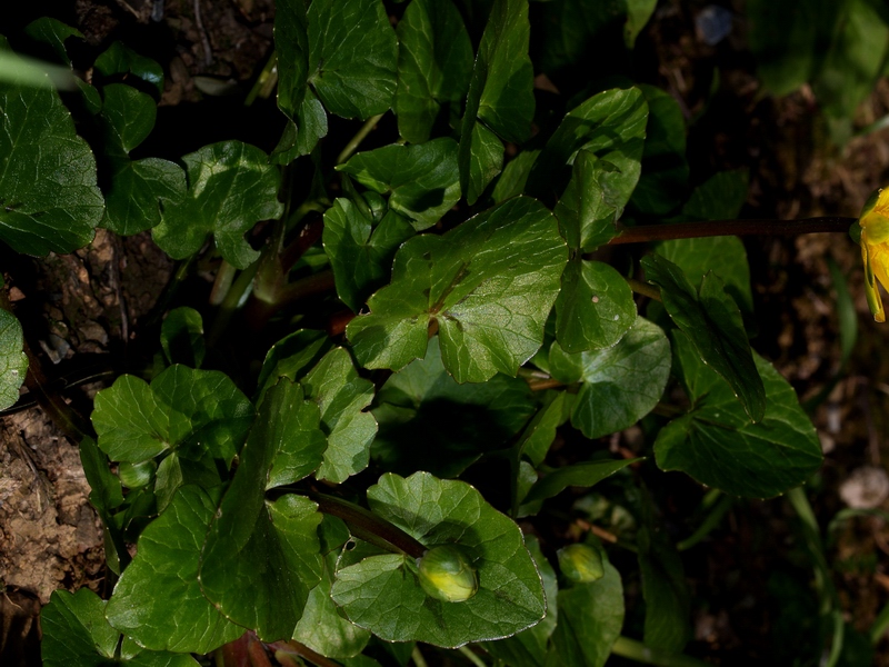 Ranunculus ficaria